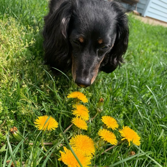 Meet your Posher, Michelle - Picture 1 of 1